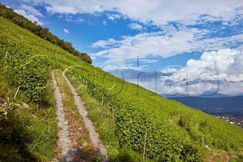 Les Salins vineyard of Domaine La Combe des GrandVignes Francin Savoie France  Cru Chignin Bergeron