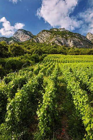 Les Salins vineyard of Domaine La Combe des GrandVignes below La Savoyarde mountain Francin Savoie France  Cru Chignin Bergeron