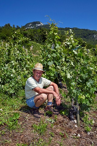 Nol Dupasquier with 100year old Altesse vines in his Roussette de Savoie cru Marestel vineyard  Domaine Dupasquier Jongieux Savoie France