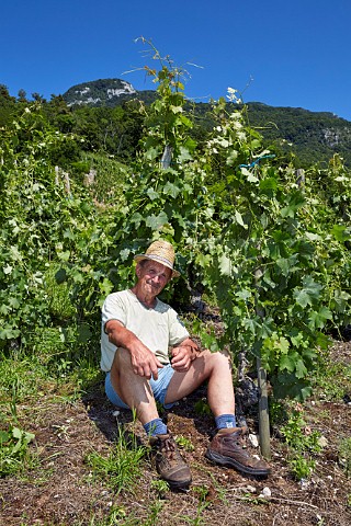 Nol Dupasquier with 100year old Altesse vines in his Roussette de Savoie cru Marestel vineyard  Domaine Dupasquier Jongieux Savoie France