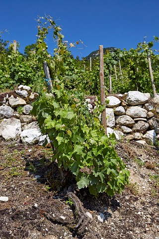 100year old Altesse vines in the Roussette de Savoie cru Marestel vineyard of  Domaine Dupasquier Jongieux Savoie France