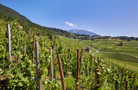 100year old Altesse vines tied to stakes sur chalas in the Roussette de Savoie cru Marestel vineyard of Domaine Dupasquier Jongieux Savoie France