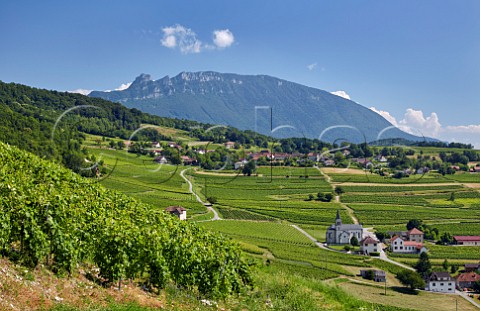 View over the Roussette de Savoie cru Marestel vineyards with the Dent du Chat mountain in distance  Jongieux Savoie France