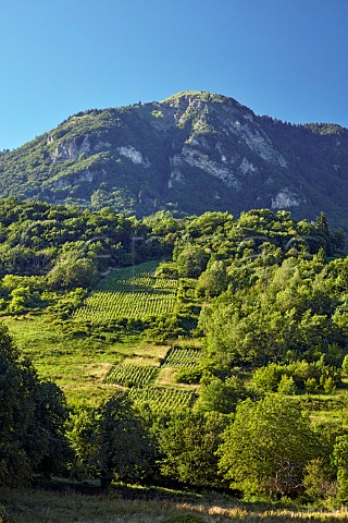 Vineyards of Domaine Belluard at Le Feu  Ayze HauteSavoie France