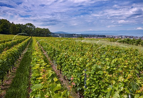 Vineyard of Domaine Delalex above Lac Lman Marin HauteSavoie France