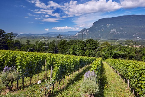 La Vigne du Seigneur Gamay vineyard above the Rhne River Domaine Curtet SerriresenChautagne Savoie France Chautagne