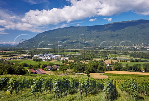 Altesse vines in Le Cellier des Pauvres vineyard of Domaine Curtet above Motz and the Rhne River  Savoie France Chautagne