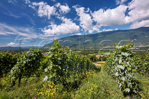 Altesse vines in Le Cellier des Pauvres vineyard of Domaine Curtet above Motz and the Rhne River  Savoie France Chautagne