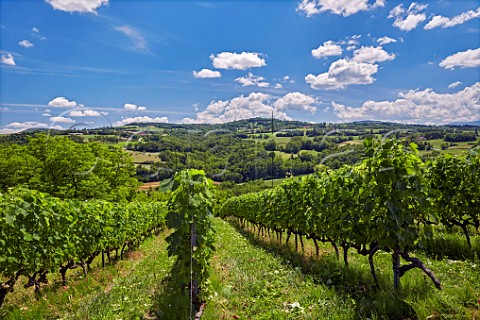 Altesse vineyard of Domaine Lupin Frangy HauteSavoie France  Roussette de Savoie cru Frangy