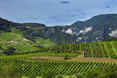 Vineyards between villages of Cerdon and Mrignat Ain France  Cru Cerdon  Bugey