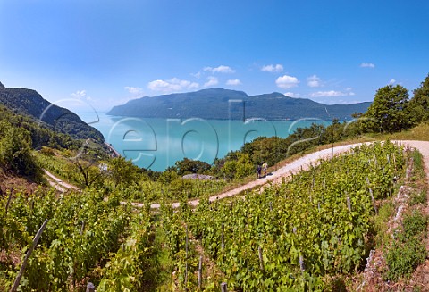 Mondeuse vineyards high on the mountain above Lac de Bourget with walkers appreciating the view Near Brison Savoie France
