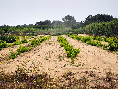 Vineyard of Adega Regional de Colares on the coastal sand dune Fontanelas Lisboa Portugal  Colares