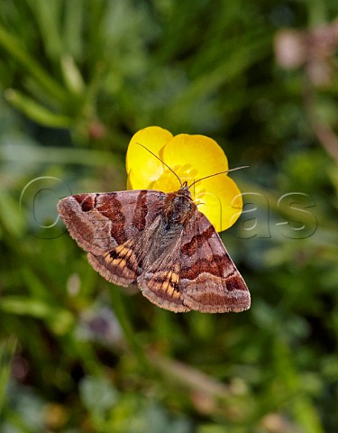 Burnet Companion moth nectaring on Bulbous Buttercup Hurst Meadows West Molesey Surrey England