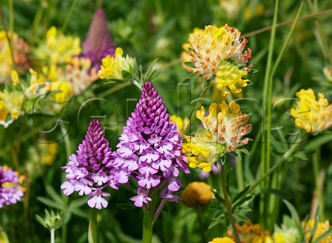 Pyramidal Orchids and Kidney Vetch flowers Warren Farm Ewell Surrey England