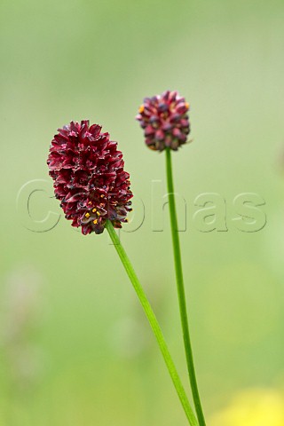 Great Burnet in flower  Hurst Meadows East Molesey Surrey England
