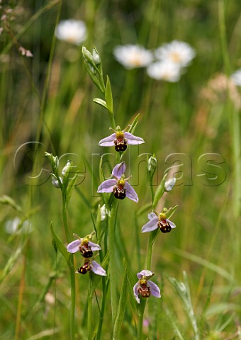Bee Orchids and Oxeye Daisies Hurst Meadows West Molesey Surrey England