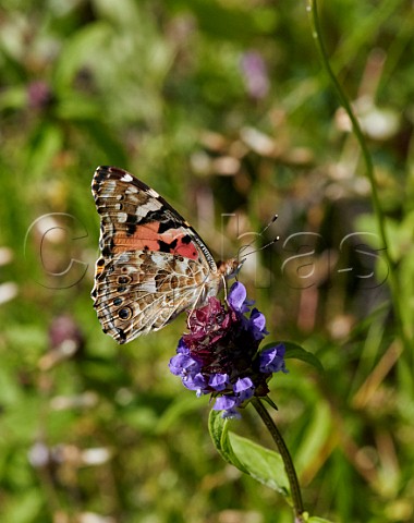 Painted Lady butterfly on selfheal flower