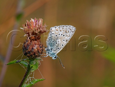 Dewcovered Chalkhill Blue male roosting on knapweed at dawn Denbies Hillside Ranmore Common Surrey England