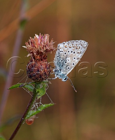 Dewcovered Chalkhill Blue male roosting on knapweed at dawn Denbies Hillside Ranmore Common Surrey England