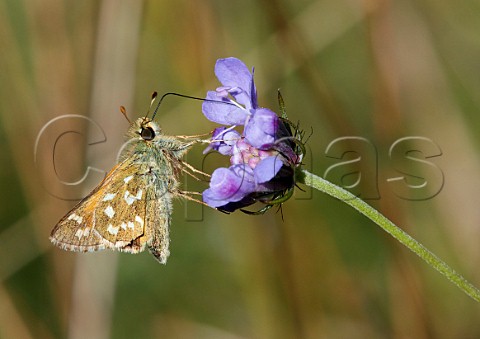 Silverspotted Skipper nectaring on scabious flower Denbies Hillside Ranmore Common Surrey England