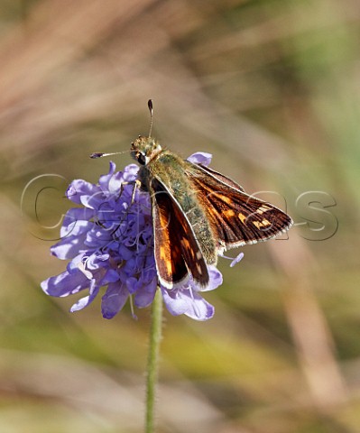 Silverspotted Skipper nectaring on scabious flower Denbies Hillside Ranmore Common Surrey England