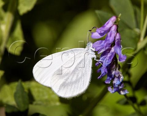 Wood White nectaring on tufted vetch Chiddingfold Forest Surrey England