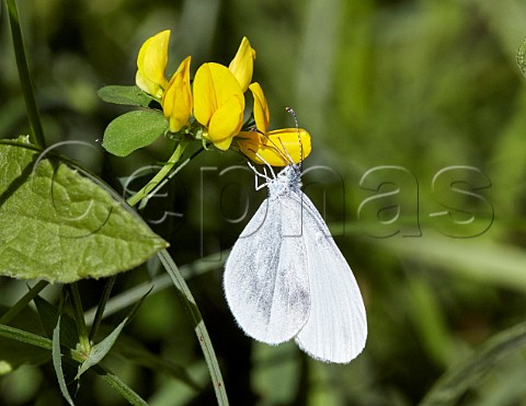 Wood White nectaring on meadow vetchling  Chiddingfold Forest Surrey England