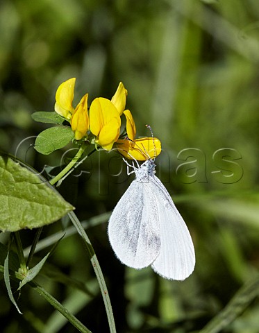 Wood White nectaring on meadow vetchling  Chiddingfold Forest Surrey England