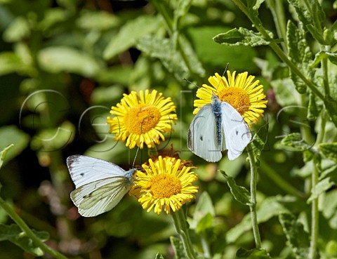 Greenveined White and Small White nectaring on common fleabane Chiddingfold Forest Surrey England