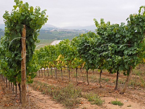 Vineyard of AdegaMe Ventosa Portugal  Torres Vedras