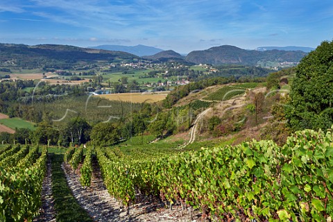 Altesse grapes in vineyard of La Cave de Prieur above the River Rhne at JongieuxleHaut Savoie France  Roussette de Savoie Cru Marestel