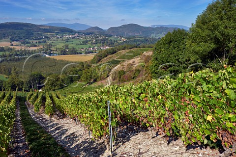 Altesse grapes in vineyard of La Cave de Prieur above the River Rhne at JongieuxleHaut Savoie France  Roussette de Savoie Cru Marestel