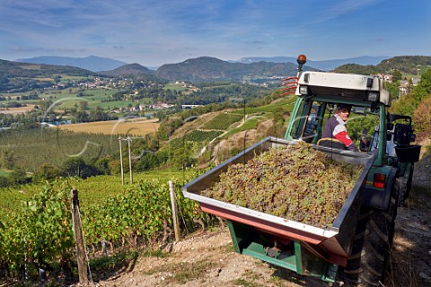 Pascal Barlet with harvested Altesse grapes from vineyard of La Cave de Prieur above the River Rhne at JongieuxleHaut Savoie France  Roussette de Savoie Cru Marestel
