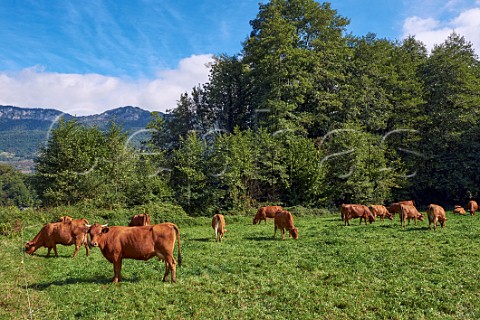 Tarine cows  the main breed for Beaufort and other similar cheeses  Savoie France