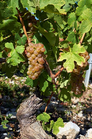 Bergeron grapes on old vine in vineyard of JeanFranois Quenard Chignin Savoie France Cru Chignin Bergeron