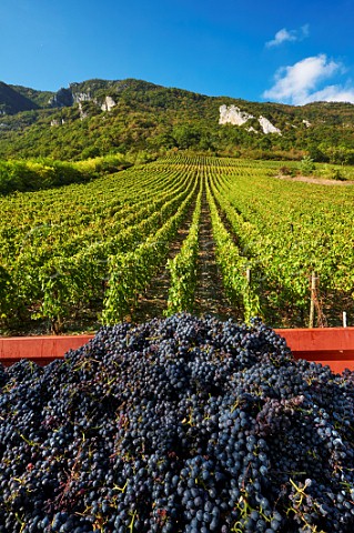 Trailer of harvested Mondeuse grapes from vineyard of Chteau de Mrande Arbin Savoie France