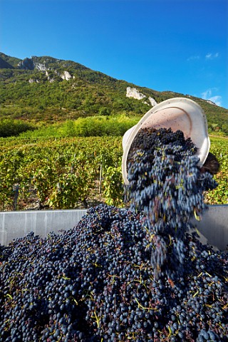 Hod carrier tipping harvested Mondeuse grapes into trailer Chteau de Mrande Arbin Savoie France