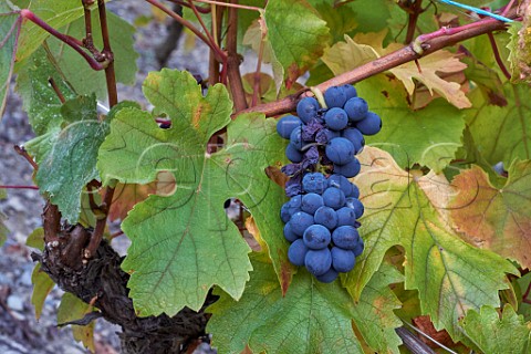 Persan grapes in vineyard of Maison Philippe Grisard Cruet Savoie France