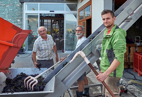 Philippe Franois and Sylvain Tiollier with harvested Mondeuse grapes arriving at their winery Domaine de LIdylle Cruet Savoie France