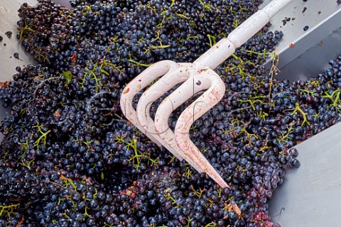 Harvested Mondeuse grapes arriving at winery of Domaine de LIdylle Cruet Savoie France
