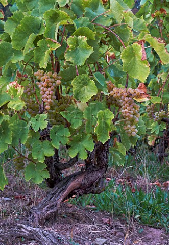 Gringet grapes on old vine of Domaine Belluard Le Feu Ayze HauteSavoie France