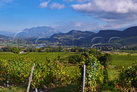 View over vineyards to villages of Lucey Jongieux and the River Rhne from La Butte SaintRomain Savoie France  Jongieux
