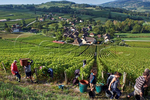 Picking Altesse grapes in vineyard of Domaine Dupasquier above village of JongieuxleHaut Savoie France  Roussette de Savoie cru Marestel