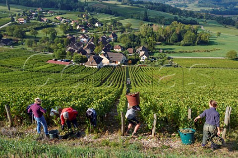 Picking Altesse grapes in vineyard of Domaine Dupasquier above village of JongieuxleHaut Savoie France  Roussette de Savoie Cru Marestel