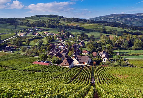 Picking Altesse grapes in vineyard of Domaine Dupasquier above village of JongieuxleHaut Savoie France  Roussette de Savoie Cru Marestel