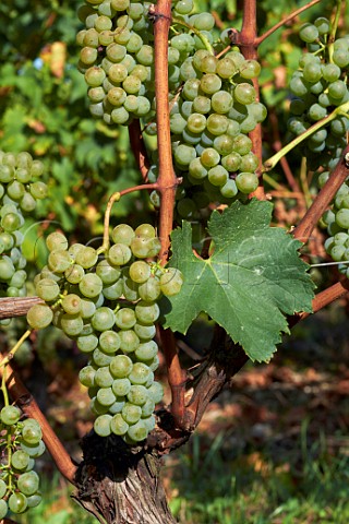 Mondeuse Blanche grapes in vineyard of Domaine Dupasquier JongieuxleHaut Savoie France  Jongieux