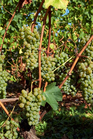 Mondeuse Blanche grapes in vineyard of Domaine Dupasquier JongieuxleHaut Savoie France  Jongieux