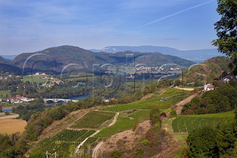 Machine harvesting grapes in vineyard above the River Rhne at JongieuxleHaut Savoie France  Jongieux