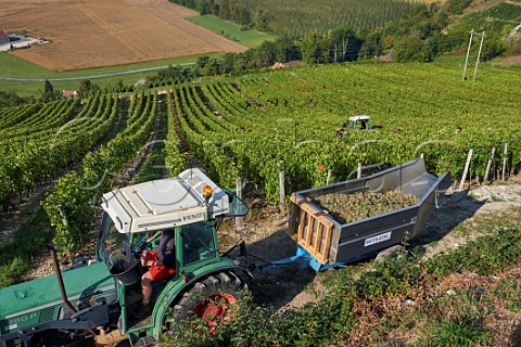 Harvested Altesse grapes from vineyard of La Cave de Prieur at JongieuxleHaut Savoie France  Roussette de Savoie Cru Marestel