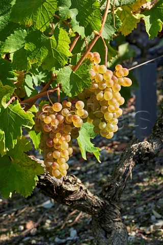 Altesse grapes in vineyard of La Cave de Prieur at JongieuxleHaut Savoie France  Roussette de Savoie Cru Marestel